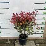 Červienka Fraserova (Photinia × fraseri) ´LITTLE RED ROBIN´ - výška 40-60 cm, kont. C3L